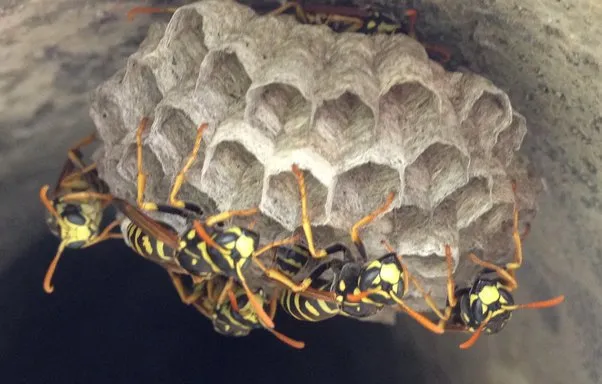 Trusted landscape installation for beautiful yards in Richland, WA by Onyx Pest Control