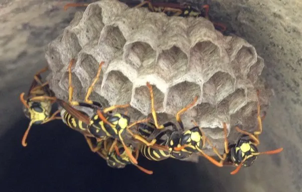 Affordable garden landscaping in Richland, WA by Onyx Pest Control