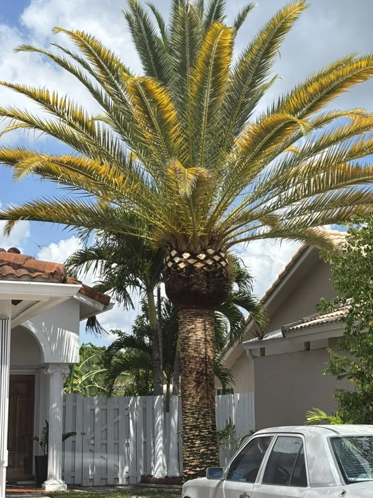 Top-rated lawn mowing service in Quail Heights, FL by OP  Landscaping
