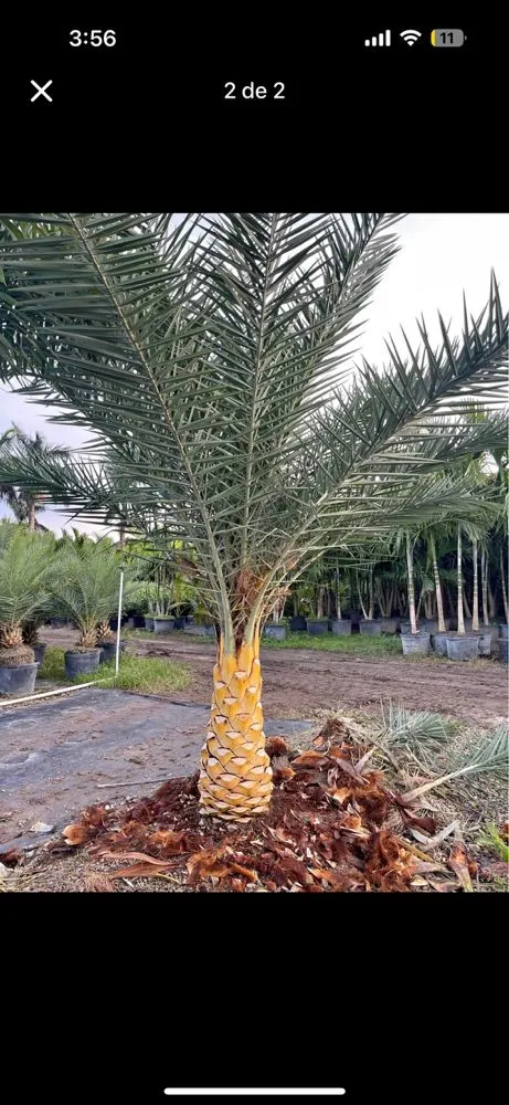 Custom residential landscaping for beautiful yards in Quail Heights, FL by OP  Landscaping