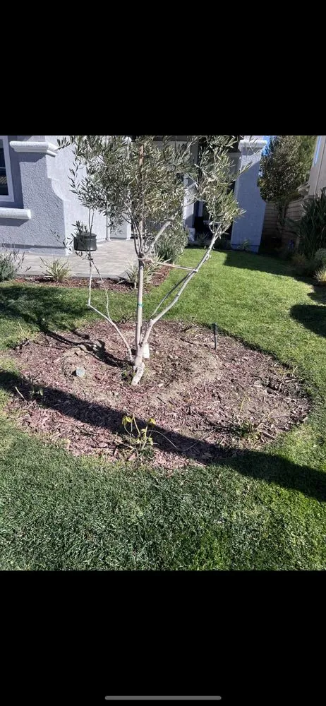 Custom yard cleanup service in Lancaster, CA by Opal View