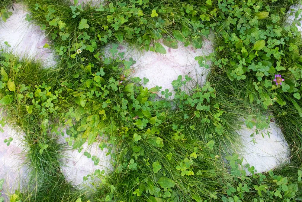 Reliable yard maintenance for homes in Minneapolis, MN by Open Space Gardens