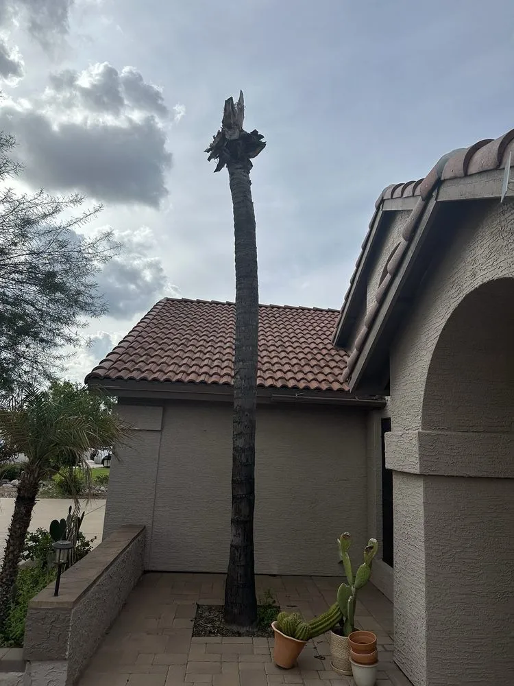 Custom lawn mowing service with custom design across Tempe, AZ - Open View Landscape And Tree Service