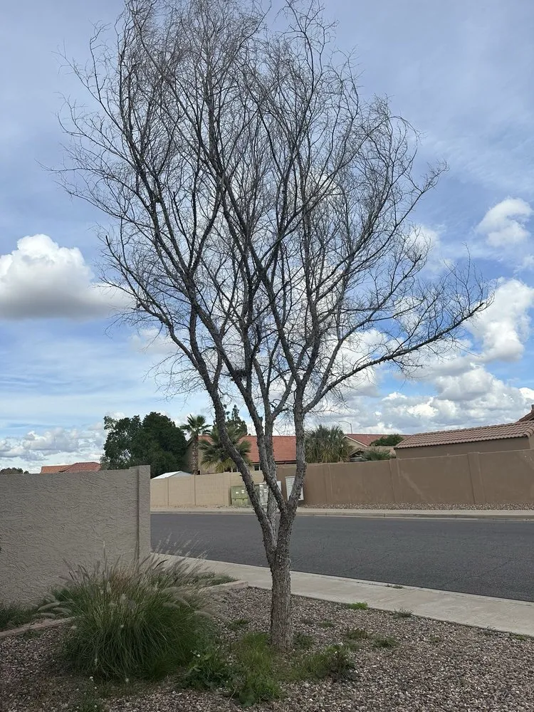 Reliable landscape design in Tempe, AZ - Open View Landscape And Tree Service