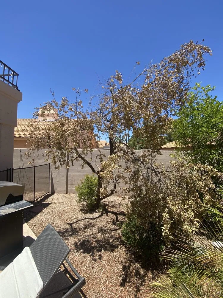 Reliable outdoor landscaping in Tempe, AZ by Open View Landscape And Tree Service