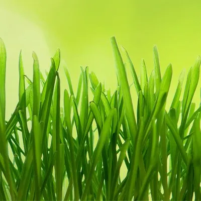 Affordable landscaping services in Roy, UT by OPJ Lawn Care Services