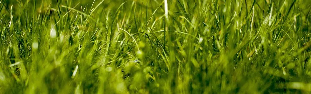 Reliable outdoor landscaping in Roy, UT by OPJ Lawn Care Services