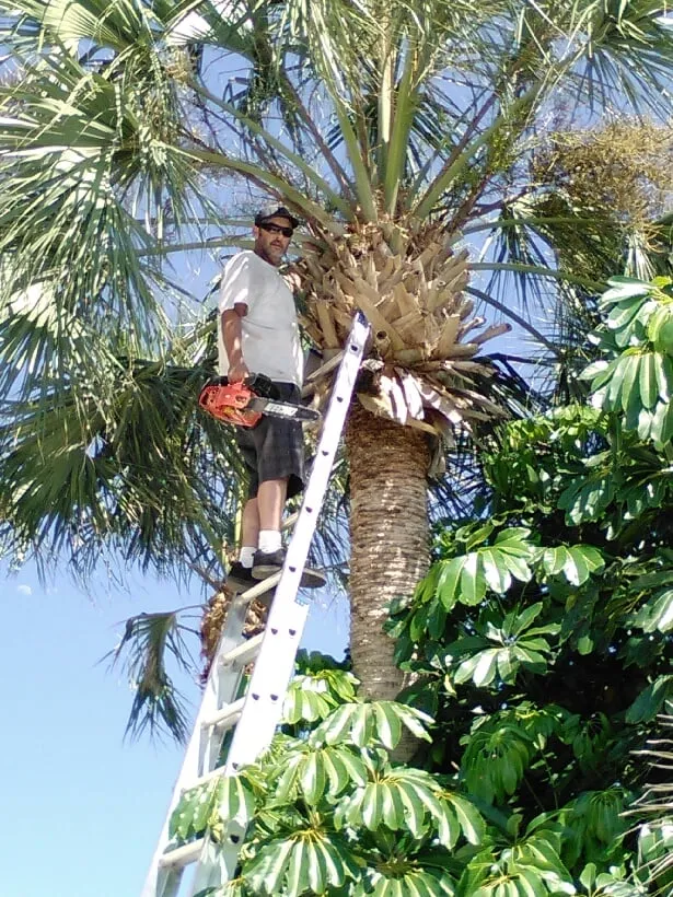 Local yard cleanup service in St. Augustine, FL by Oppelt & Sons Lawn and Landscaping Service
