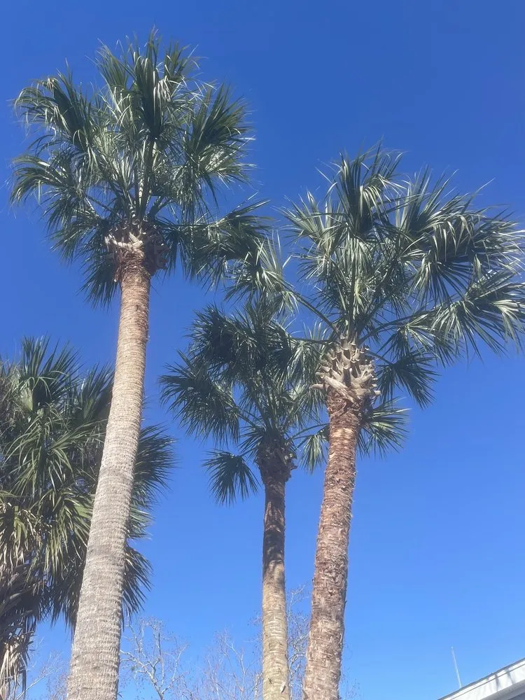 Affordable garden landscaping in Port Orange, FL - Opre's Tree Service