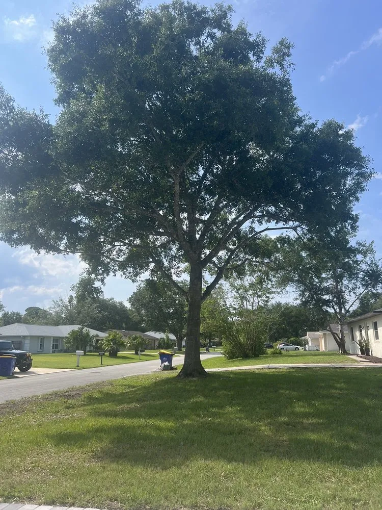 Trusted lawn care service in Port Orange, FL - Opre's Tree Service