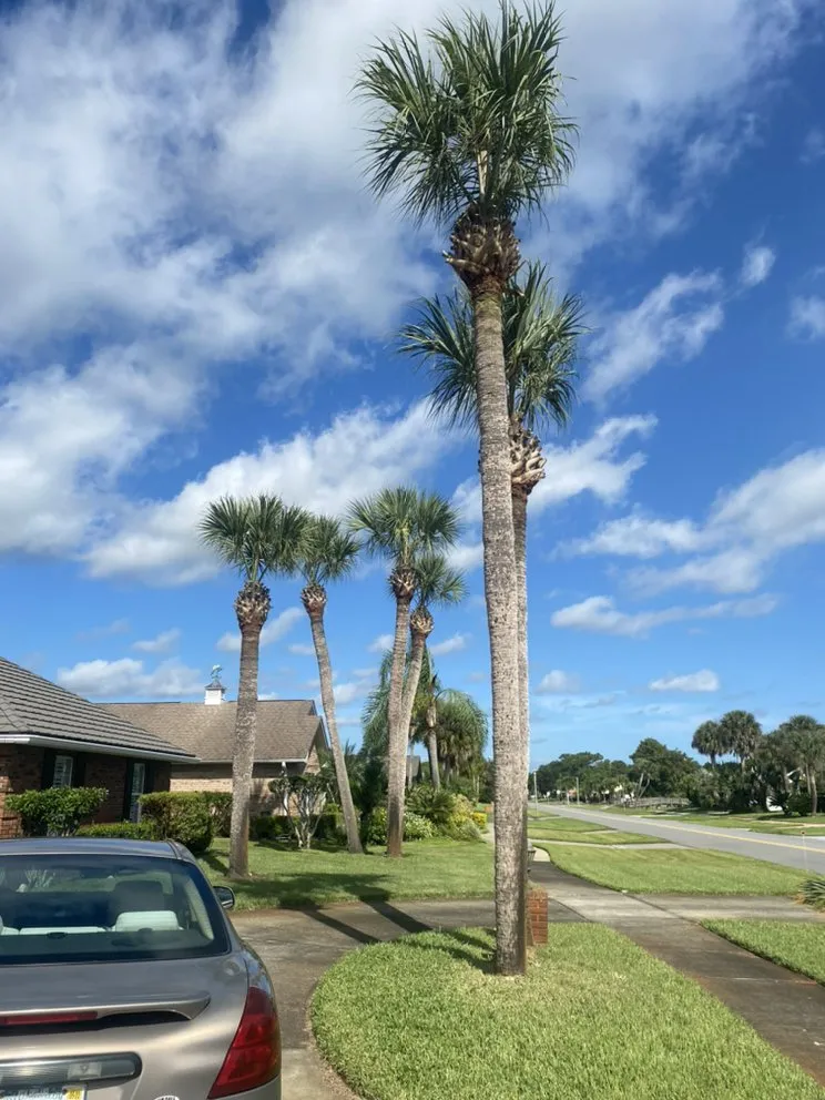 Affordable yard maintenance for outdoor upgrades across Port Orange, FL - Opre's Tree Service