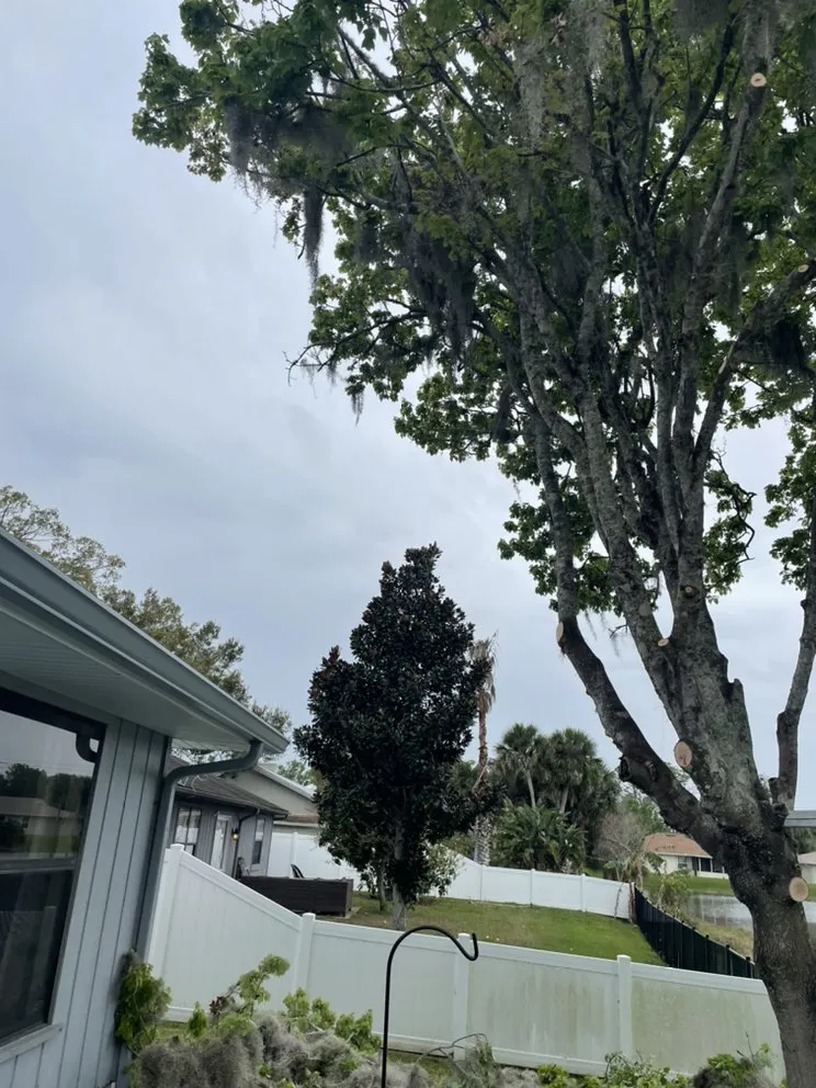 Reliable lawn care service near you across Port Orange, FL - Opre's Tree Service