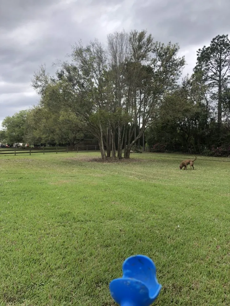 Custom yard maintenance experts serving Port Orange, FL - Opre's Tree Service