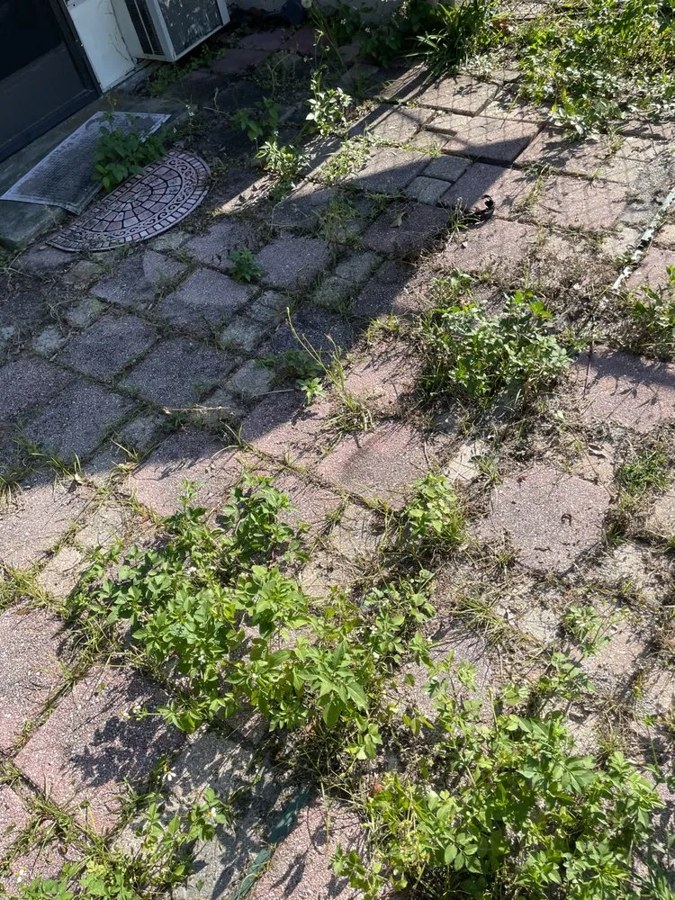 Expert yard cleanup service experts serving Ruskin, FL - Optimum Lawn Care Services