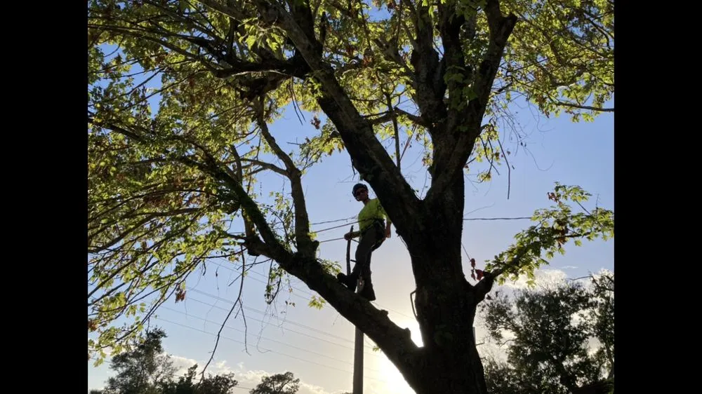 Local yard maintenance experts serving Vero Beach, FL - Optimum Tree Care
