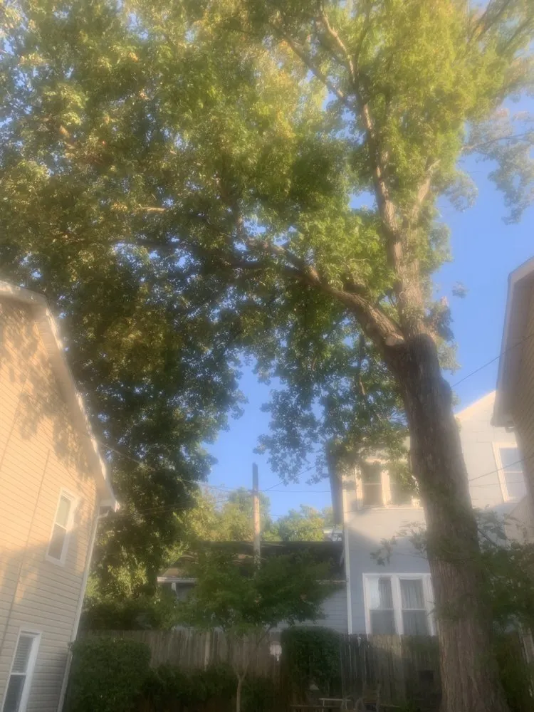 Custom yard maintenance in Bowling Green, KY - Optimum Tree Service and Landscaping