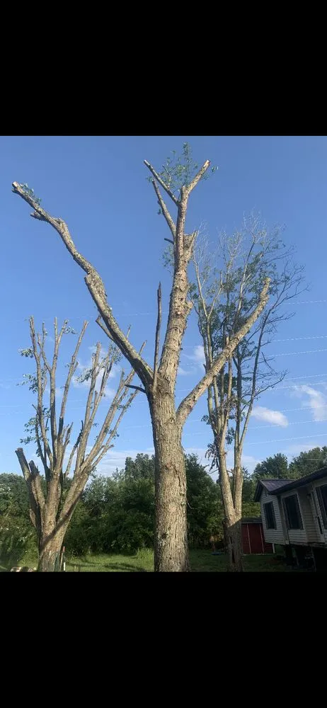 Reliable landscape design in Bowling Green, KY - Optimum Tree Service and Landscaping