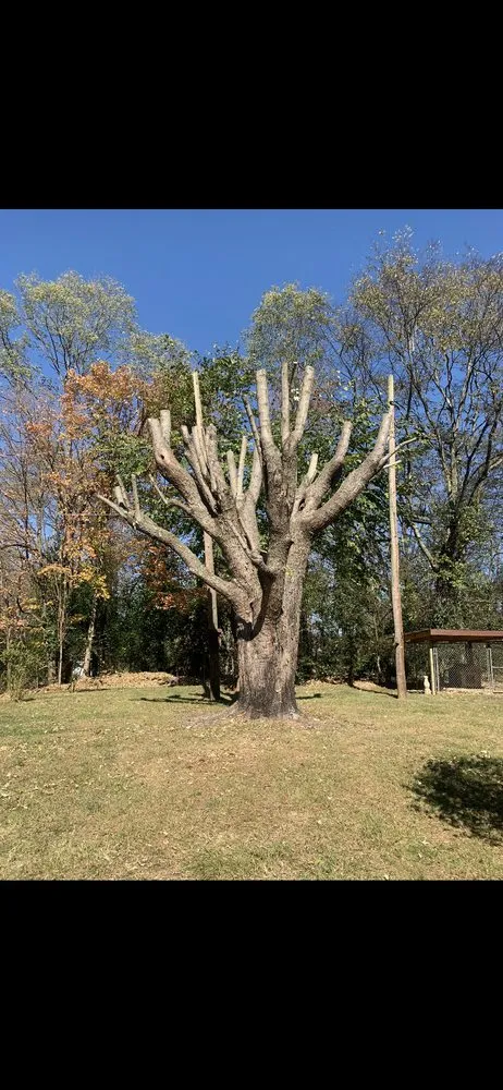 Affordable residential landscaping with custom design across Bowling Green, KY - Optimum Tree Service and Landscaping