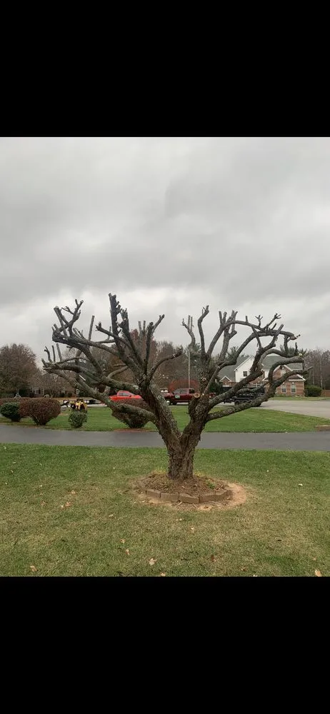 Local lawn care service experts serving Bowling Green, KY - Optimum Tree Service and Landscaping