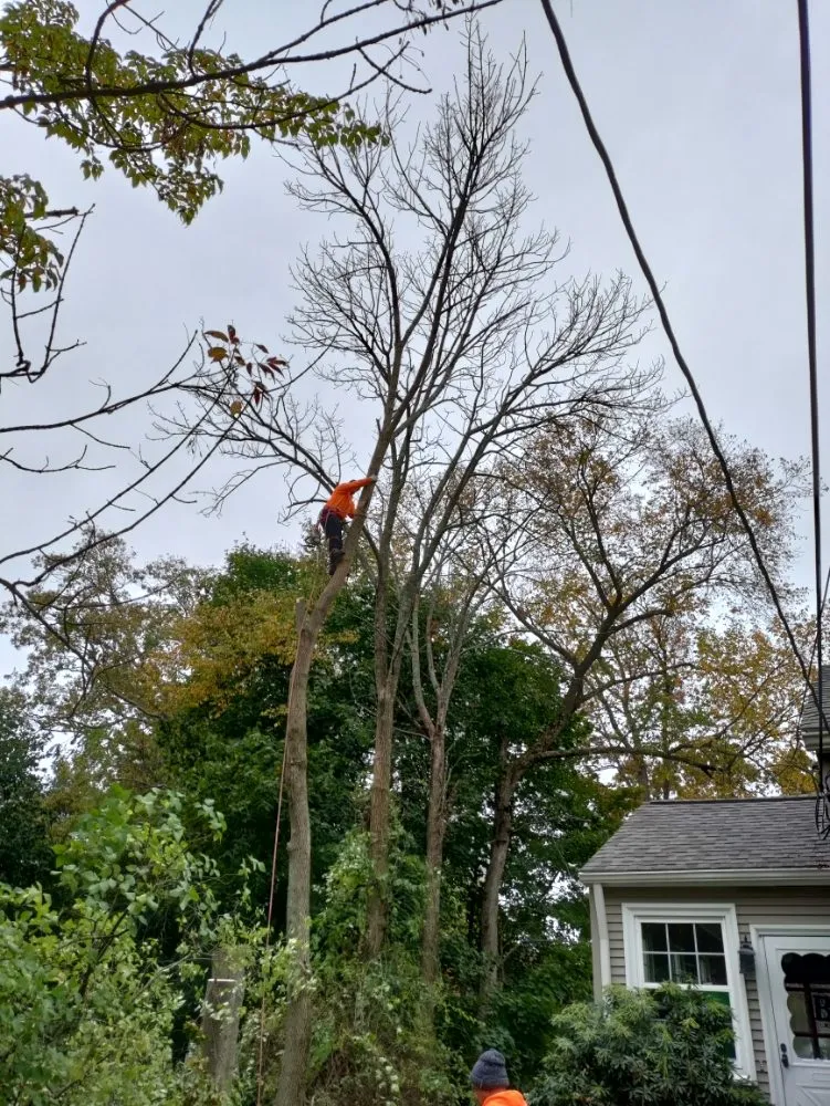 Professional landscape installation experts serving North Providence, RI - Optimus Tree Service and Landscaping