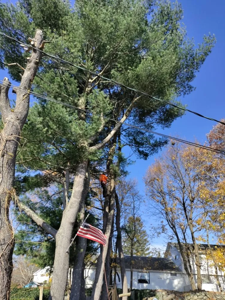 Expert yard cleanup service for homes in North Providence, RI by Optimus Tree Service and Landscaping