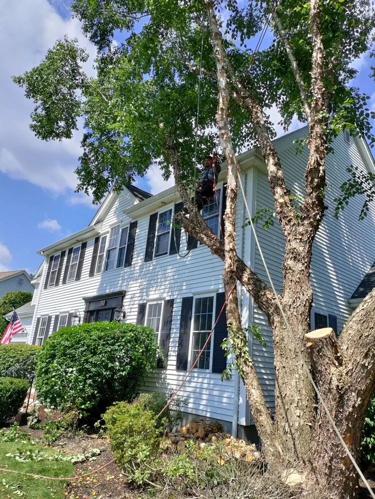 Affordable lawn mowing service in North Providence, RI - Optimus Tree Service and Landscaping