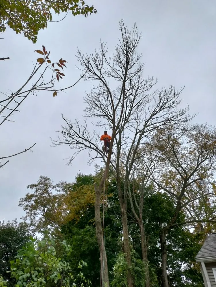 Affordable residential landscaping experts serving North Providence, RI - Optimus Tree Service and Landscaping