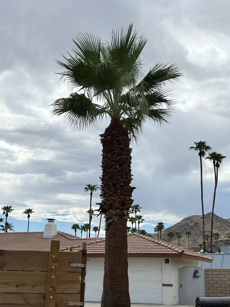 Affordable lawn mowing service in Palm Desert, CA - Opulence Landscaping