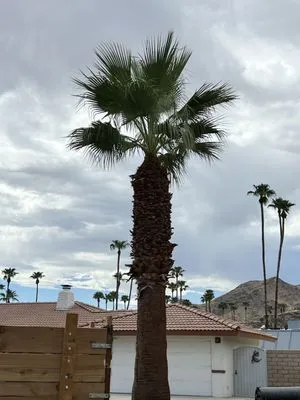 Opulence Landscaping