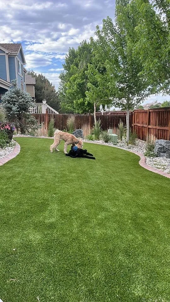 Top-rated yard cleanup service in Thornton, CO by Opulence Turf Solutions