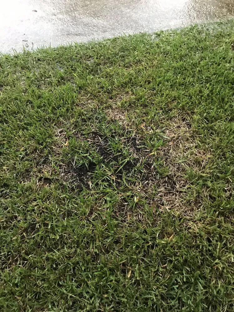 Top-rated yard cleanup service for outdoor upgrades across Orange Park, FL - Orange Environmental Services