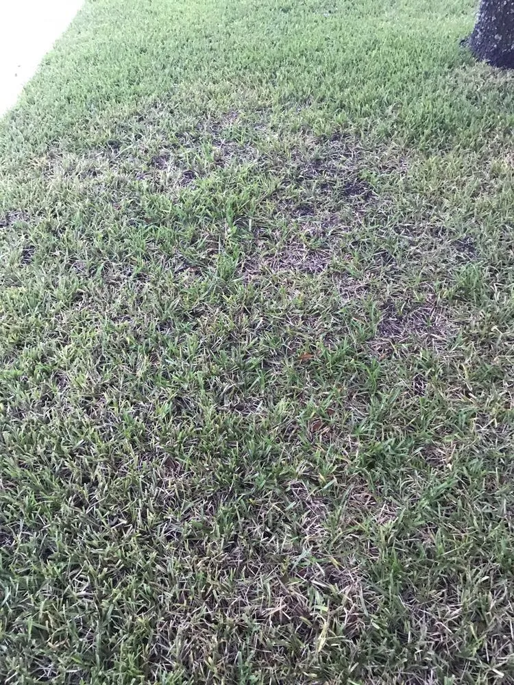 Trusted lawn mowing service for outdoor upgrades in Orange Park, FL by Orange Environmental Services