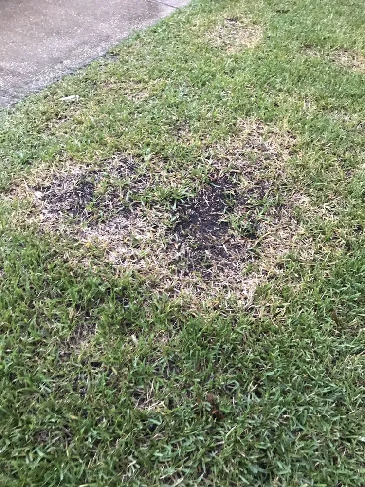 Affordable yard maintenance in Orange Park, FL by Orange Environmental Services