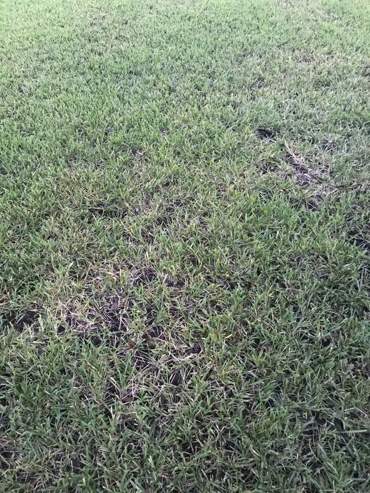 Affordable landscaping services for homes in Orange Park, FL by Orange Environmental Services