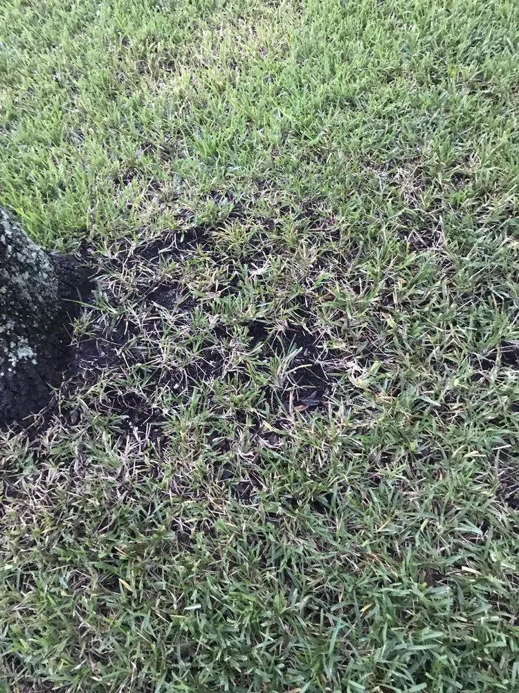 Top-rated lawn mowing service in Orange Park, FL - Orange Environmental Services