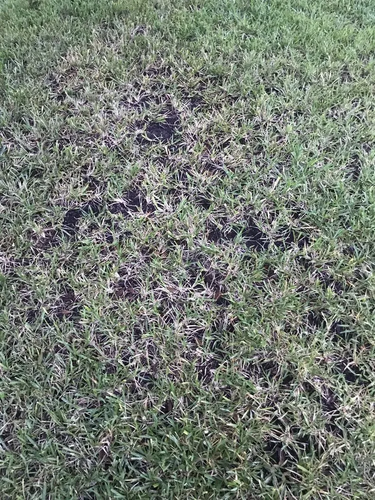 Trusted yard maintenance in Orange Park, FL - Orange Environmental Services