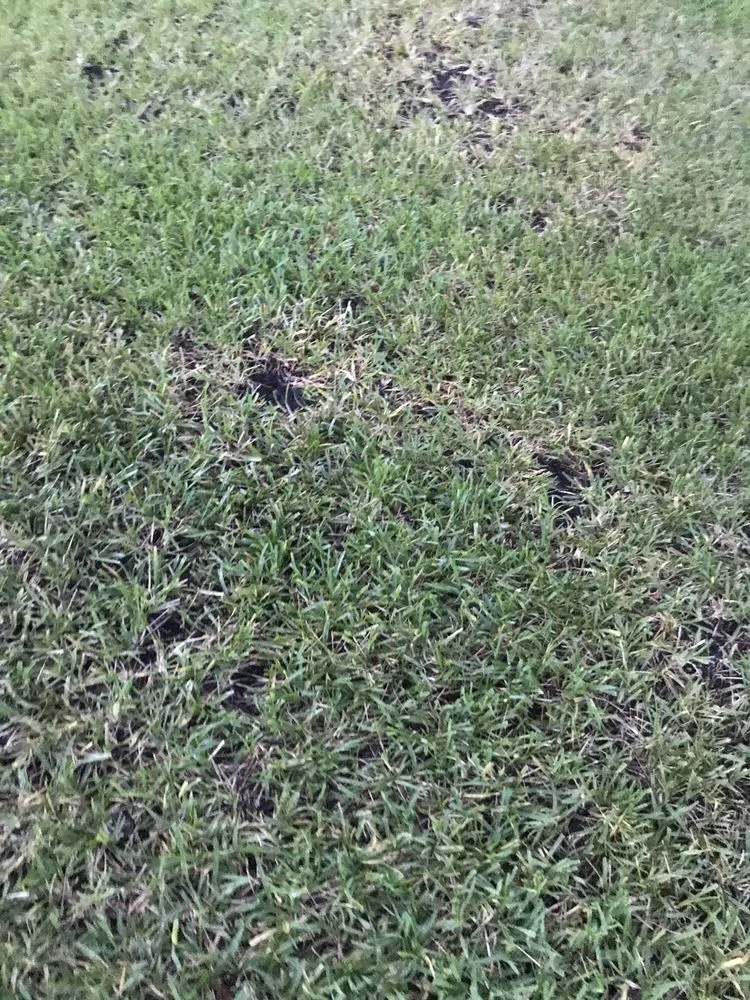 Trusted lawn care service with custom design across Orange Park, FL - Orange Environmental Services