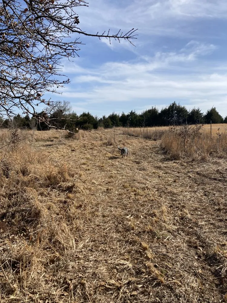 Reliable lawn care service with custom design in Stillwater, OK by Orange Power Mowing