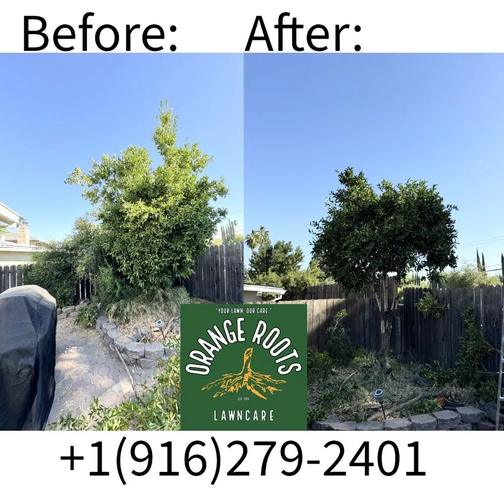 Top-rated landscaping services experts serving Carmichael, CA - Orange Roots