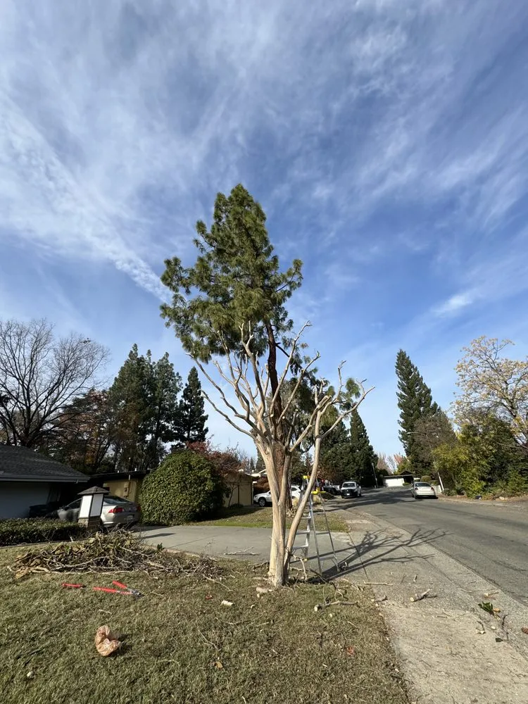 Expert residential landscaping near you across Carmichael, CA - Orange Roots