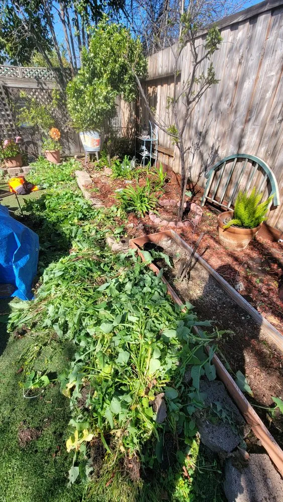 Trusted yard maintenance in Carmichael, CA by Orange Roots