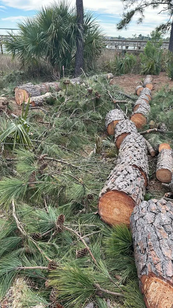 Top-rated landscaping services in Hanahan, SC by Orben Mendez