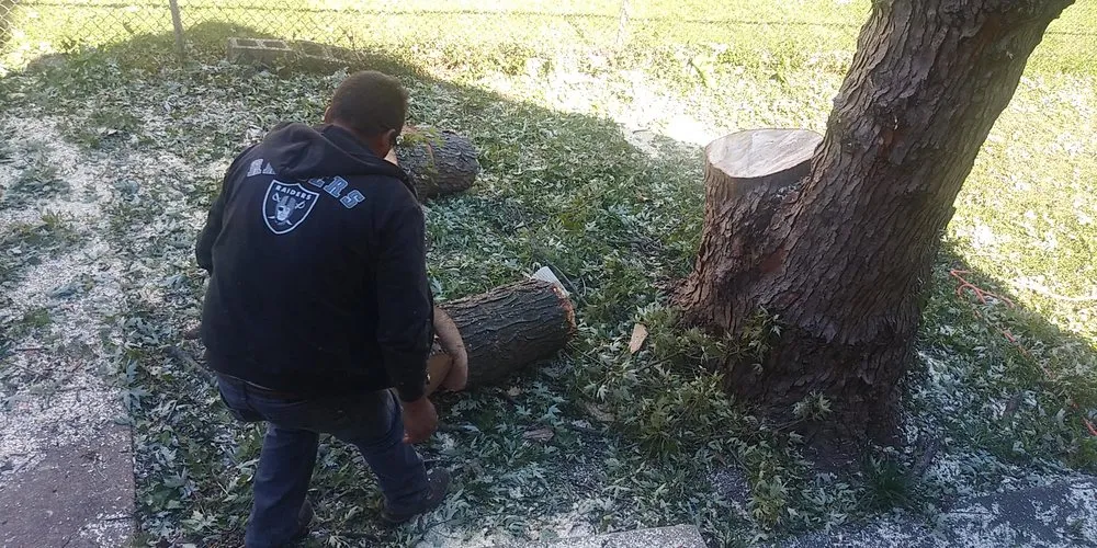 Expert lawn care service for outdoor upgrades across Hyattsville, MD - Orbin Landscaping & Tree Service