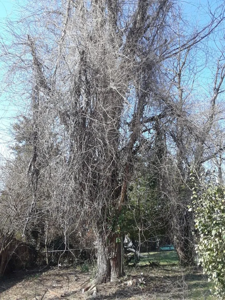 Top-rated outdoor landscaping for outdoor upgrades across Hyattsville, MD - Orbin Landscaping & Tree Service