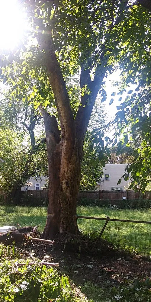 Reliable landscape design for residential properties in Hyattsville, MD by Orbin Landscaping & Tree Service