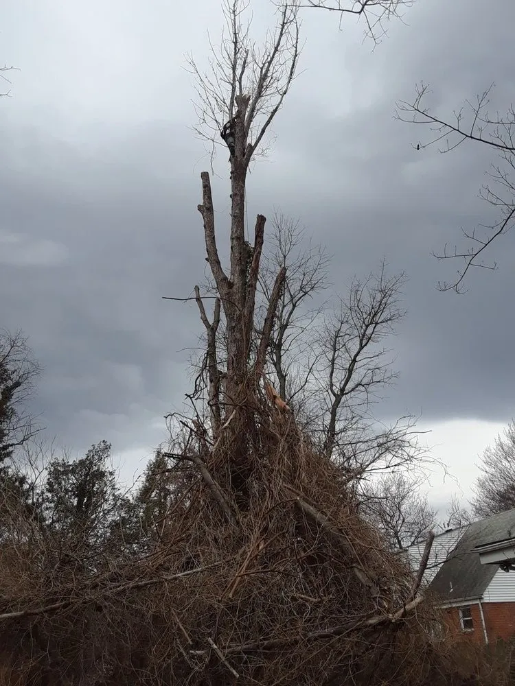 Professional landscape installation in Hyattsville, MD by Orbin Landscaping & Tree Service