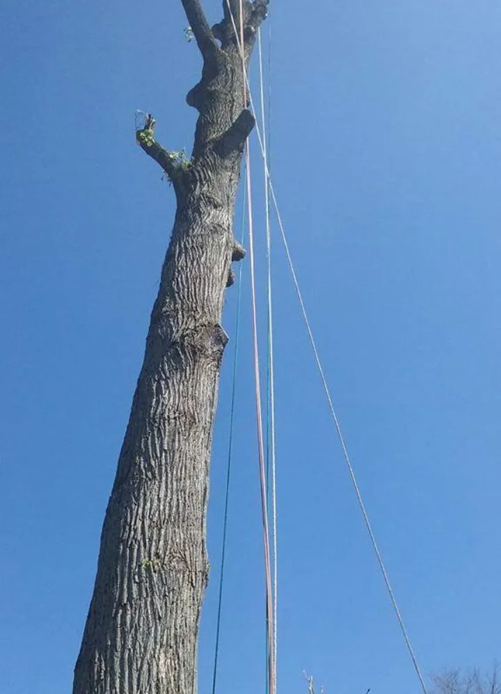 Custom yard maintenance for residential properties in Hyattsville, MD by Orbin Landscaping & Tree Service