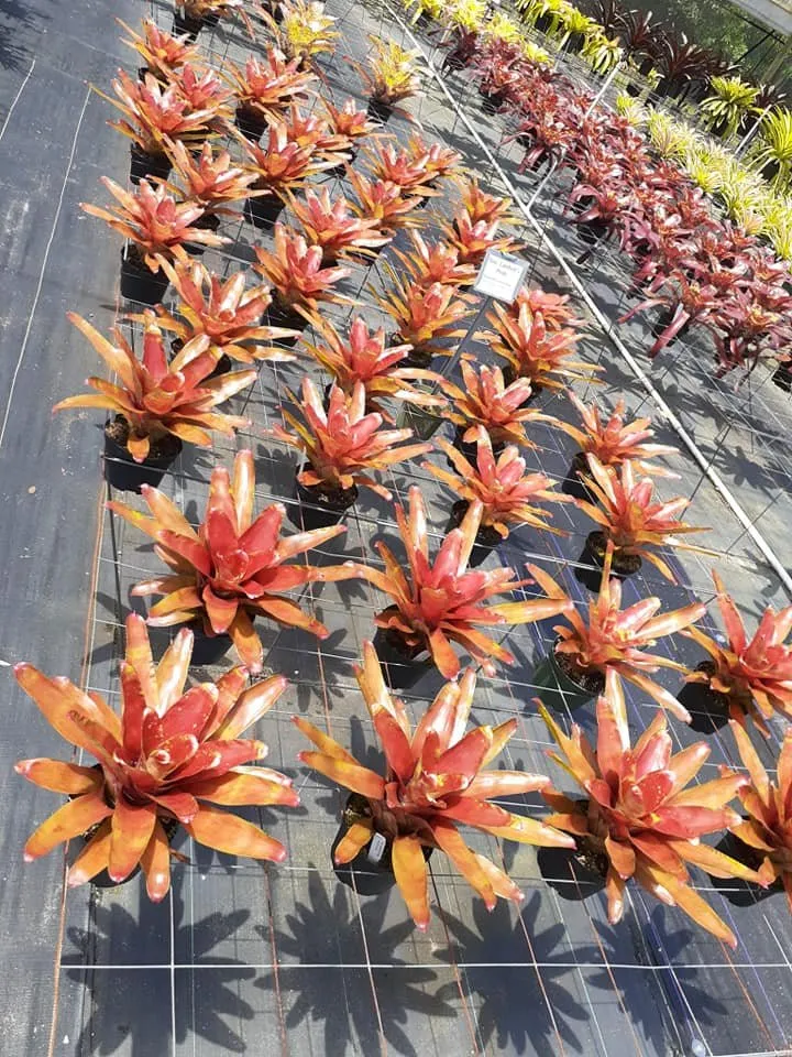 Local outdoor landscaping for outdoor upgrades across Fort Myers, FL - Orchid Grow Landscaping