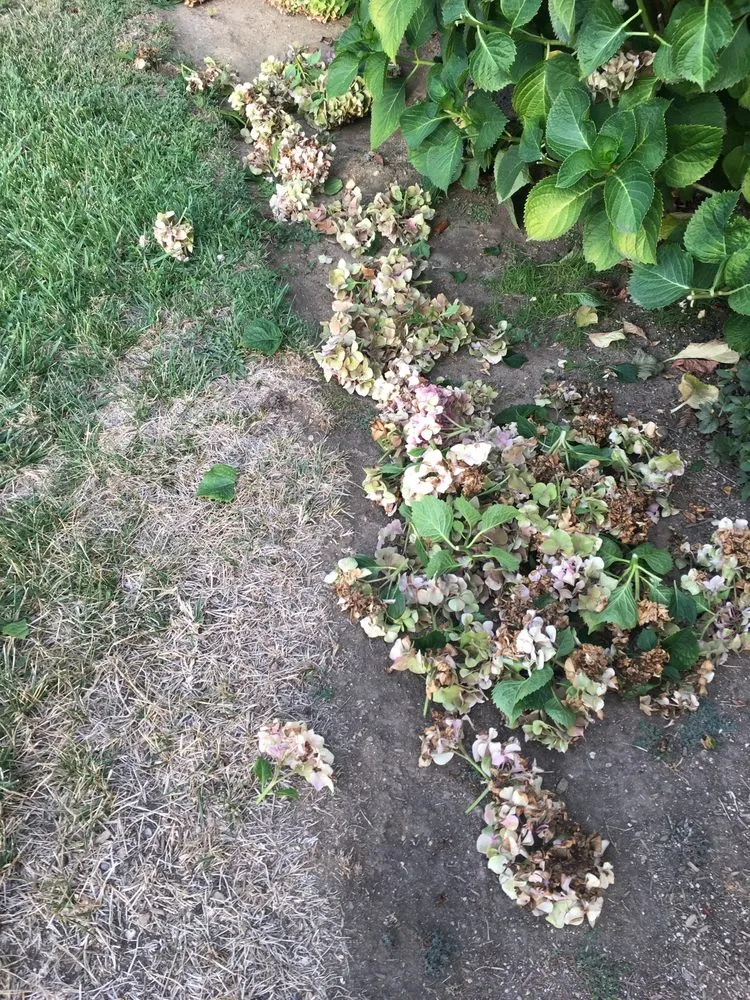 Affordable landscape installation for year-round maintenance across Pasadena, CA - Orchid Landscape