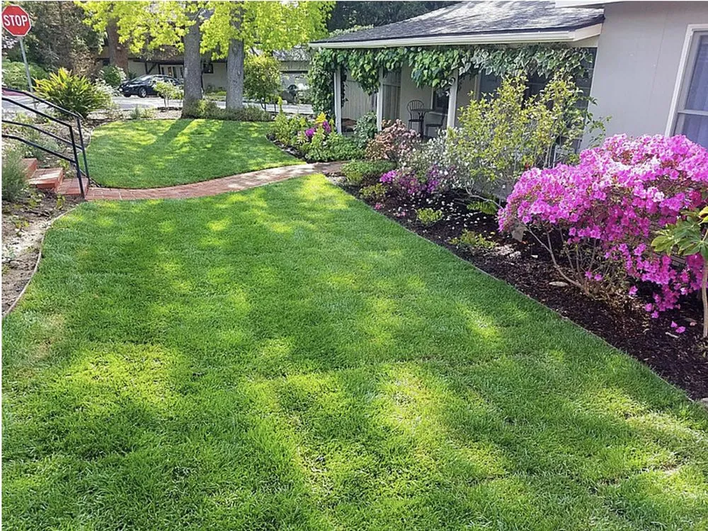 Professional yard cleanup service with custom design across Pasadena, CA - Orchid Landscape